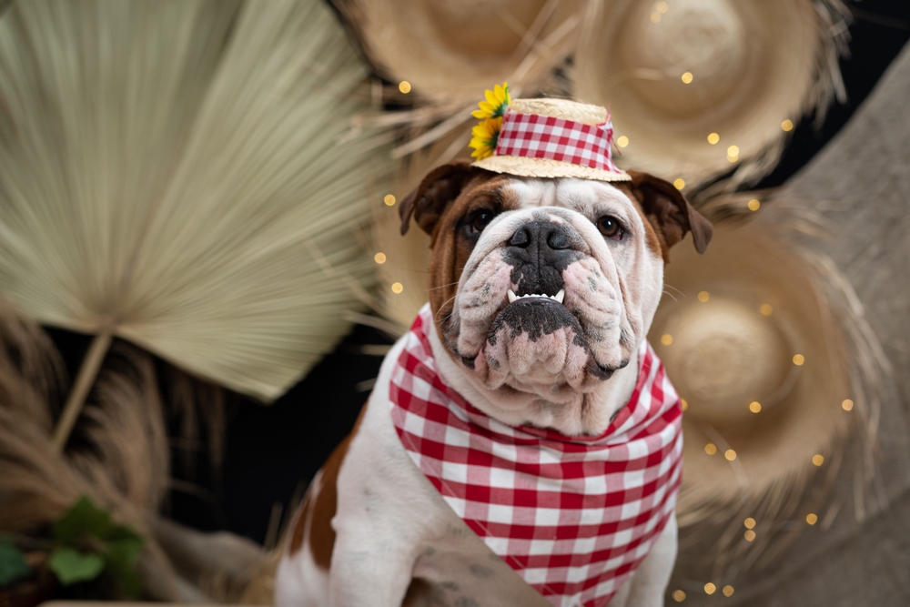 cachorro bulldog com trajes de São João - festa junina pet - Assaí Atacadista