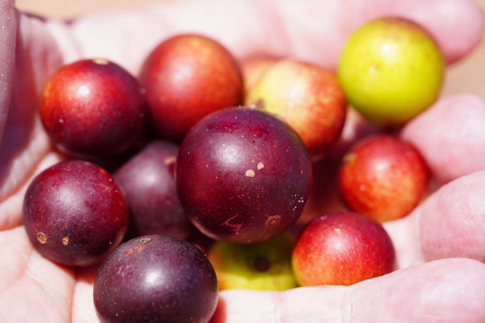 camu camu - frutas exóticas - Assaí Atacadista