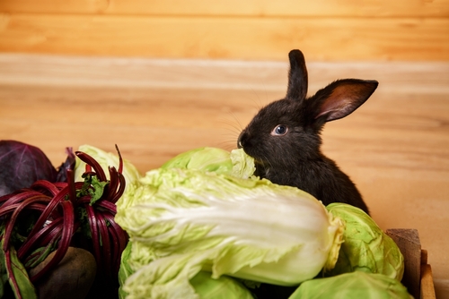 coelho preto comendo vegetal - Assaí Atacadista - alimentos seguros para pets