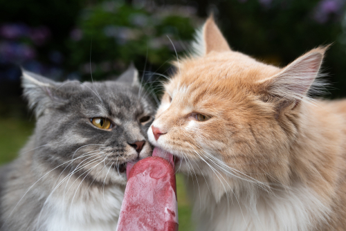 gato cinza e gato laranja lambendo um picolé de carne - petiscos para pets - Assaí Atacadista 