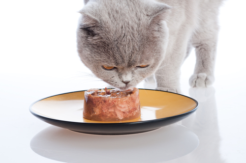 gato cinza olhando para um atum congelado em um prato - petiscos para pets - Assaí Atacadista 