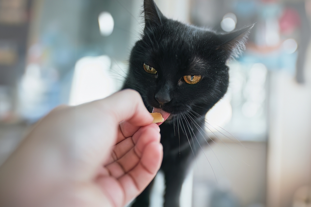 gato preto comendo petisco - festa junina pet - Assaí Atacadista