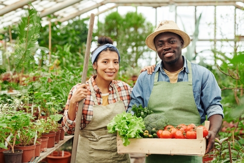 mulher e homem negro agricultores em uma estufa com uma caixa de legumes - fornecedores de alimentos - Assaí Atacadista