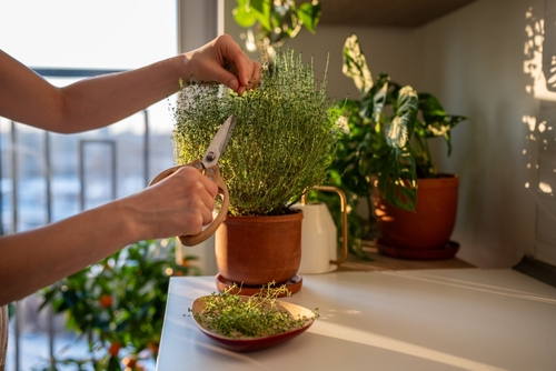 pessoa branca cortando plantação de chá em um vaso pequeno - Assaí Atacadista - mini-horta