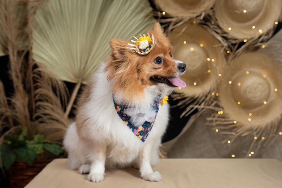 cachorro com decoração de festa junina - São João Pet - Assaí Atacadista