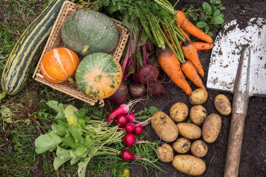 legumes e verduras de inverno no campo - Assaí Atacacdista